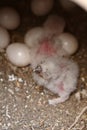 Burrowing Owl eggs and chicks Royalty Free Stock Photo