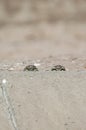 Burrowing Owl Eyes