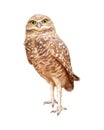 Burrowing Owl Facing Forward Extracted Royalty Free Stock Photo