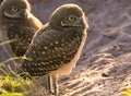 Burrowing Owl Fledglings Royalty Free Stock Photo