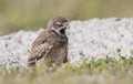 Burrowing Owl