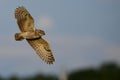 Burrowing owl flying in blue sky with clouds and tree line silhouette Royalty Free Stock Photo