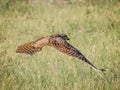 Burrowing Owl Flying with Bug in Its Beak