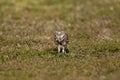 Burrowing Owl with a Frog