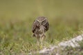 Burrowing Owl with a Frog