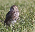 Burrowing Owl in grass Royalty Free Stock Photo