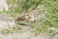 Burrowing owl in her nest , on the earth Royalty Free Stock Photo