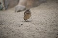 Burrowing owl