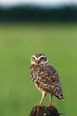 Burrowing owl looking back Royalty Free Stock Photo