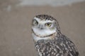 Burrowing owl looking out Royalty Free Stock Photo