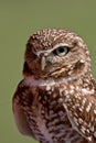 Burrowing Owl looking at you Royalty Free Stock Photo
