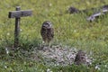 Burrowing owl by manmade perch Royalty Free Stock Photo