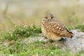 Burrowing Owl next to nest