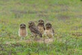 Burrowing owl in the North Pantanal in Brazil Royalty Free Stock Photo