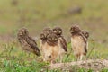 Burrowing owl in the North Pantanal in Brazil Royalty Free Stock Photo