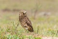 Burrowing owl in the North Pantanal in Brazil Royalty Free Stock Photo