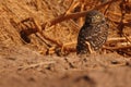 Burrowing Owl Outside Den Royalty Free Stock Photo