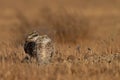 Burrowing Owl Pair Looking Skyward Royalty Free Stock Photo