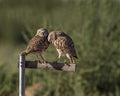 Burrowing Owl pair on a perch Royalty Free Stock Photo