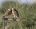 Burrowing Owl pair on a perch