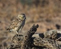 Burrowing Owl pair on a perch Royalty Free Stock Photo