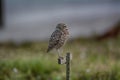 Burrowing owl perched