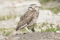 Burrowing owl perched on the sand