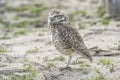 Burrowing owl perched on the sand