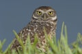 Burrowing Owl portrait Royalty Free Stock Photo