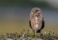 Burrowing Owl Portrait Royalty Free Stock Photo