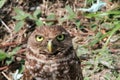 Burrowing owl