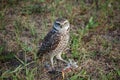 Burrowing owl with prey