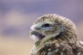 Burrowing Owl  845991 Royalty Free Stock Photo