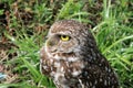 Burrowing owl in profile Royalty Free Stock Photo