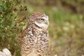 Burrowing owl in profile Royalty Free Stock Photo