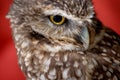 Burrowing Owl on Red Background