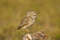 Burrowing Owl rests his feet Royalty Free Stock Photo