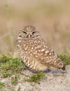 Burrowing Owl on sand