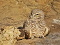 Burrowing owl sitting on the ground and looking aside Royalty Free Stock Photo
