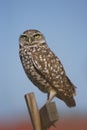 Burrowing Owl sitting on a wooden pole Royalty Free Stock Photo