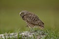 Burrowing Owl in Southwest Florida