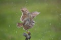 Burrowing Owl in Southwest Florida