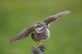 Burrowing Owl in Southwest Florida