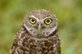 Burrowing Owl in Southwest Florida