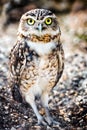 Burrowing Owl (Speotyto cunicularia) Royalty Free Stock Photo