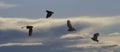 Burrowing Owl (Speotyto cunicularia) Silhouetted in Flight Again Royalty Free Stock Photo