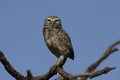 Burrowing owl, Speotyto cunicularia Royalty Free Stock Photo