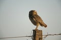 Burrowing owl, Speotyto cunicularia Royalty Free Stock Photo