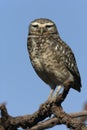 Burrowing owl, Speotyto cunicularia Royalty Free Stock Photo