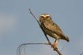 Burrowing owl, Speotyto cunicularia Royalty Free Stock Photo